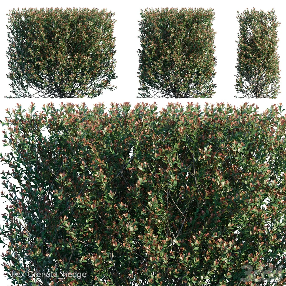 Ilex Crenata_hedge